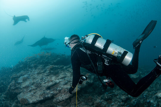 Diver looking at manta rays over reef in blue ocean Maldives