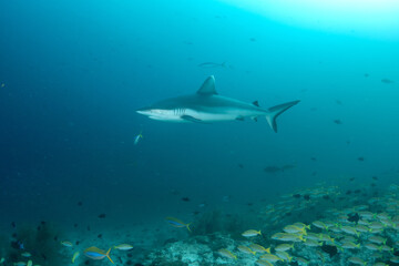 Naklejka premium Grey reef shark over coral reef with snapper school Maldives underwater blue water