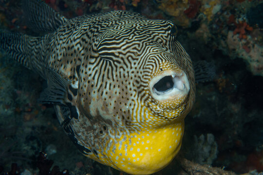 Map pufferfish face close up underwater Maldives macro