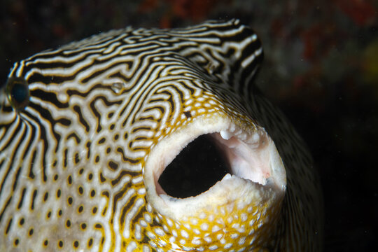 Extreme close up map pufferfish open mouth detail Maldives underwater macro