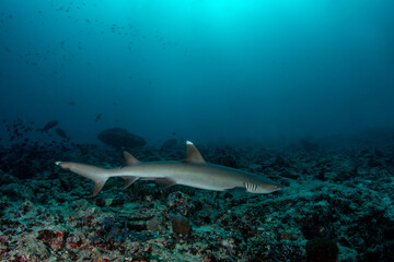 Fototapeta premium White tip reef shark close to reef