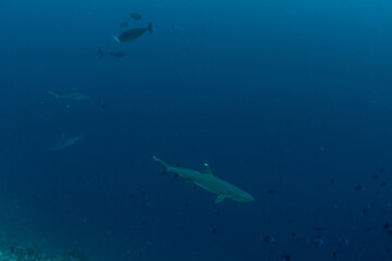 Obraz premium White tip reef shark in open blue water in Maldives