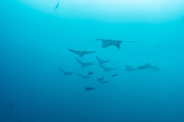 Obraz premium School of spotted eagle rays in open blue water, Maldives