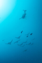 Obraz premium Spotted eagle rays passing through blue water with shark in background