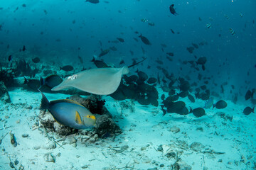 Fototapeta premium Pink whipray with yellowfin surgeonfish over sandy seabed and large fish school in the Maldives