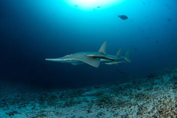 Fototapeta premium Giant Guitarfish on sandy bottom in Maldives lagoon