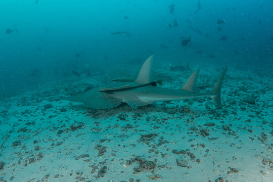 Giant guitarfish with remoras and reef fish over Maldives sandy seabed