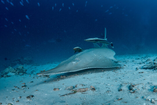 Front view of giant guitarfish in Maldives sandy seabed