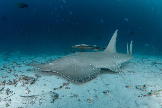 Giant guitarfish on sandy bottom in Maldives with remoras