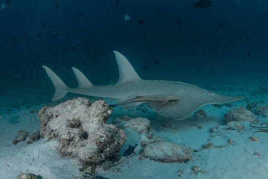 Side view of giant guitarfish with remoras over Maldives seabed