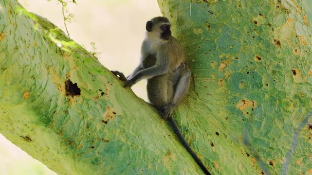Beautiful footage of a vervet monkey (Chlorocebus pygerythrus) with her baby sitting on a tree.