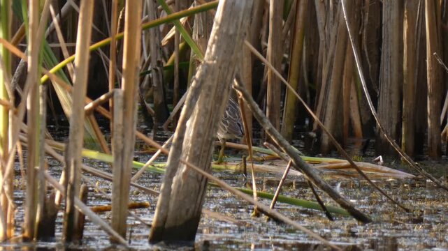 Little bittern Ixobrychus minutus bird with dark crest walking slowly using mimicry in reed bed, Wide Shot, Sunlight. Serenity and Harmony.