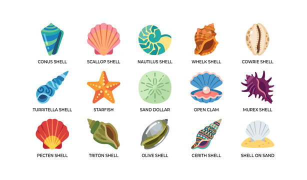 Collection of seashell icons arranged in labeled grid on white