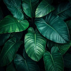 Fototapeta premium Large dark green tropical leaves closeup.