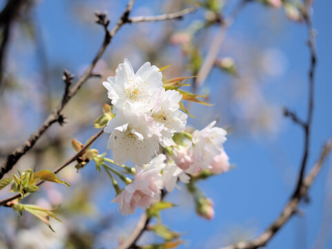 4月に咲いたピンク色のサクラ「伊加流伎白八重（イカルギシロヤエ）」