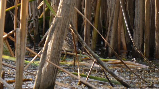 Little bittern Ixobrychus minutus bird stalking among reeds in wetland using mimicry, Medium Shot, Sunlight, panning. Focus and Intricacy.