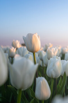 View of white tulips blooming in a vast field under a clear blue sky during golden hour Schermerhorn, North Holland, Netherlands.