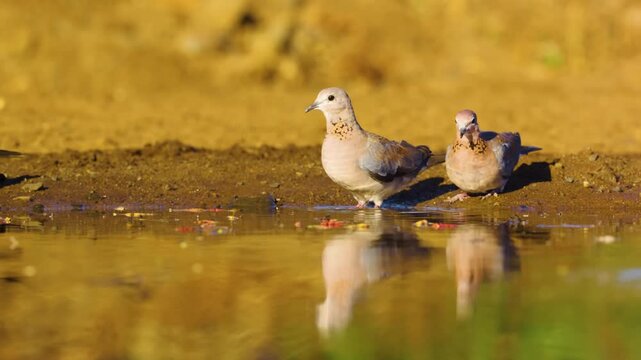 A flock of laughing doves (Spilopelia senegalensis) drinking water from a pond in south african safari.