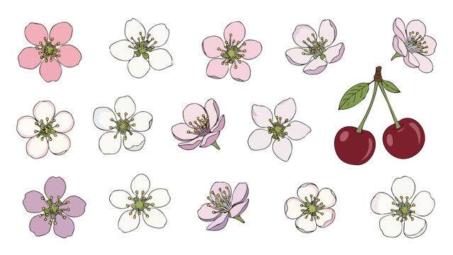 Cherry Blossoms & Cherries Vector Illustration Pack - Spring Floral Elements for Design Projects
