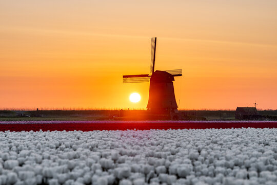 View of a traditional Dutch windmill at sunset behind a vibrant field of blooming white and red tulips Schermerhorn, North Holland, Netherlands.