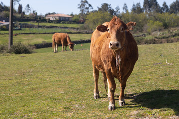 Fototapeta premium Brown cow standing in rural galicia pasture