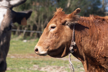 Fototapeta premium Brown cow standing in field in galicia