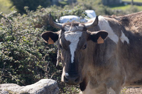 Domestic cow looking forward in galicia rural farm