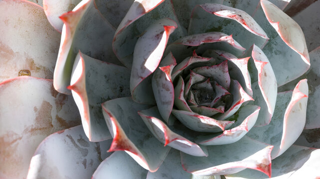 Gardening backgrounds concept. Close-up Echeveria species. Patterns, texture, shape. Flowering plant, family Crassulaceae, native semi-desert areas, Central America, Mexico, northwestern South America