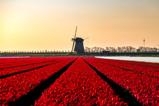 View of bright red tulip fields in full bloom with a traditional Dutch windmill under a golden sunset sky Schermerhorn, North Holland, Netherlands.