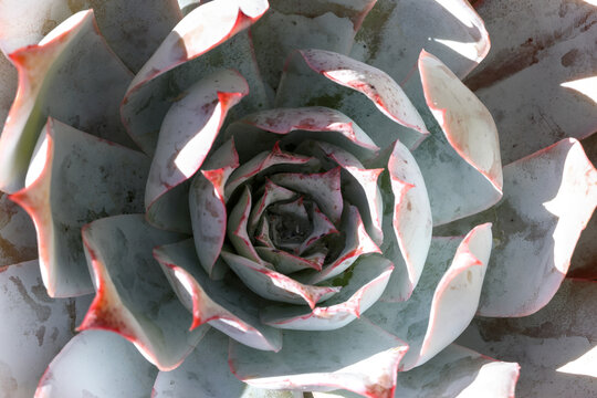 Gardening backgrounds concept. Close-up Echeveria species. Patterns, texture, shape. Flowering plant, family Crassulaceae, native semi-desert areas, Central America, Mexico, northwestern South America