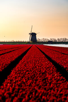 View of vibrant red tulip fields in rows leading towards a traditional windmill under a golden sunset sky Schermerhorn, North Holland, Netherlands.