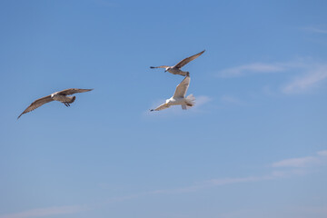 Fototapeta premium Three seagulls flying freely in blue sky over lanzada
