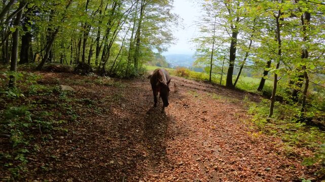LENS FLARE, SLOW MOTION: Chestnut mare walks along a forest trail on a sunny day. Horse is followed by a shepherd dog and surrounded by green trees. Peaceful walk through the woods in springtime.