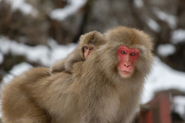 Obraz premium Mother snow monkey carrying a baby on her back in Jigokudani Monkey Park, Nagano, Japan
