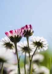 Pink tipped common daisies against blue spring sky © Vjom