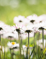 Bellis perennis Daisies in Soft Spring Meadow Light © Vjom