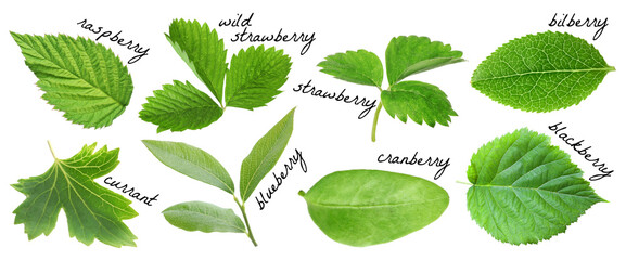 Fresh green leaves of berry plants on white background. Collage with names © New Africa
