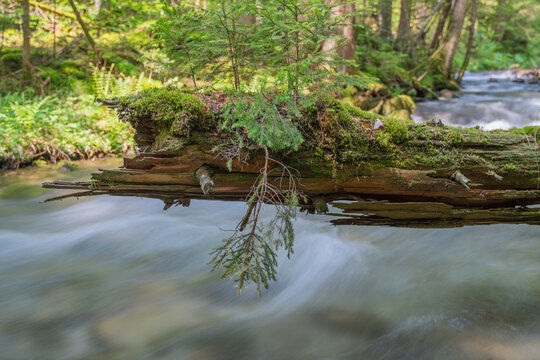 View of a mossy fallen log over the rushing mountain stream in Vajskovska dolina surrounded by lush green forest in Dolna Lehota, Banskobystricky kraj, Slovakia.