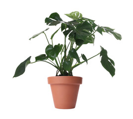 Beautiful Monstera in pot isolated on white. House plant © New Africa