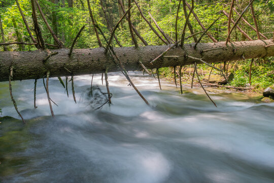 View of a fallen tree trunk over a fast-flowing mountain stream in the lush green forest of Vajskovska dolina Dolna Lehota, Banskobystricky kraj, Slovakia.