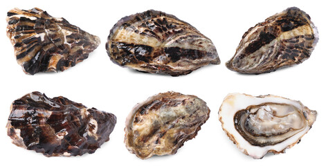 Fresh oysters isolated on white, set. Open and closed © New Africa