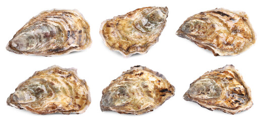 Fresh closed oysters isolated on white, set. Sea food © New Africa