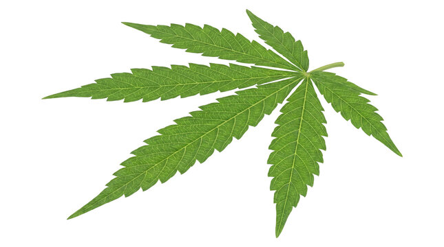 Green Cannabis Leaf Isolated PNG with Transparent Background
