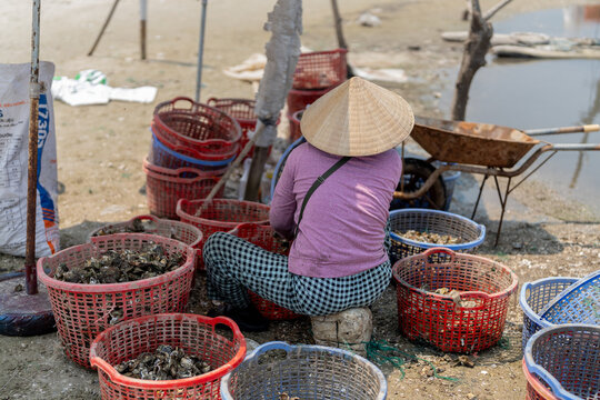 A Vietnamese woman in a traditional conical non l&aacute; hat sorts oysters from harvest baskets along the shore of the Tam Giang lagoon between Hoi An and Hue, Vietnam. 