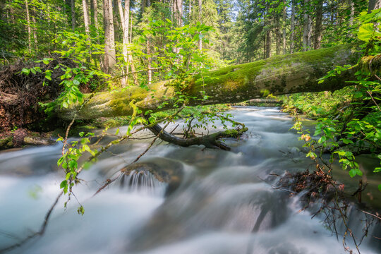 View of the Vajskovska dolina stream flowing under a mossy fallen tree trunk in a lush green forest with sunlight filtering through the trees in Dolna Lehota, Banskobystricky kraj, Slovakia.