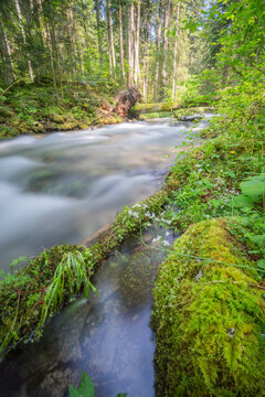 View of the Vajskovska dolina stream flowing through a lush forest with mossy rocks and tall trees in Dolna Lehota, Banskobystricky kraj, Slovakia.