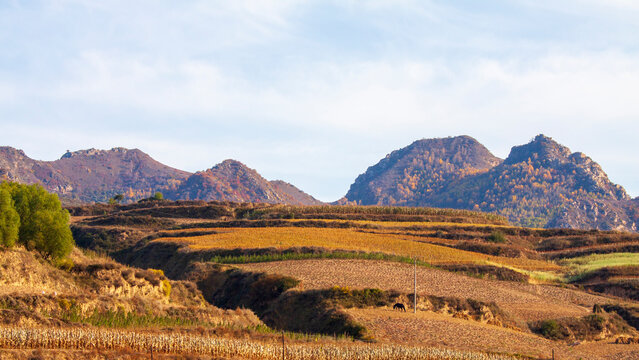 Cornfield landscape on the loess plateau slopes in Shanxi, China