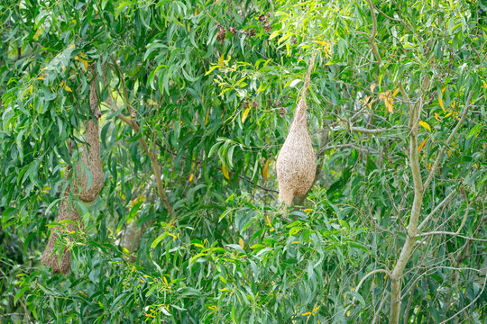 intricately woven Baya Weaver nests hanging from the branches of a lush green tree