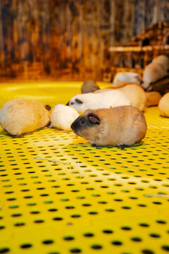 vertical shot of a group of guinea pigs in an indoor enclosure