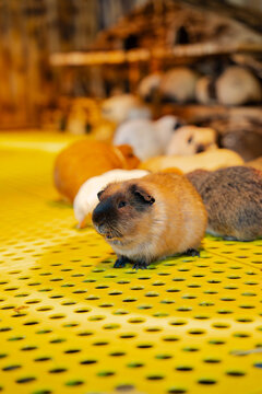 vertical shot of a group of guinea pigs in an indoor enclosure